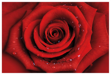 Lade das Bild in den Galerie-Viewer, REDUZIERT! -40% Vliestapete Rote Rose mit Wassertropfen Vliespapier - Rot - 480 x 320 cm
