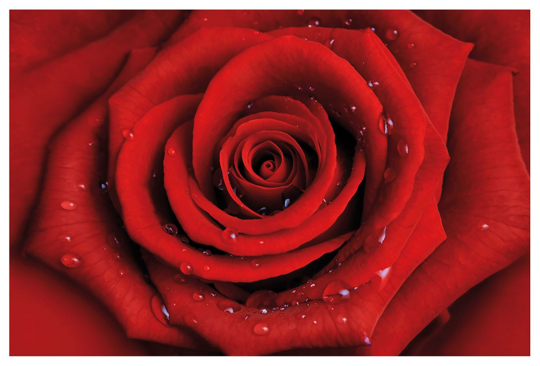 REDUZIERT! -40% Vliestapete Rote Rose mit Wassertropfen Vliespapier - Rot - 480 x 320 cm
